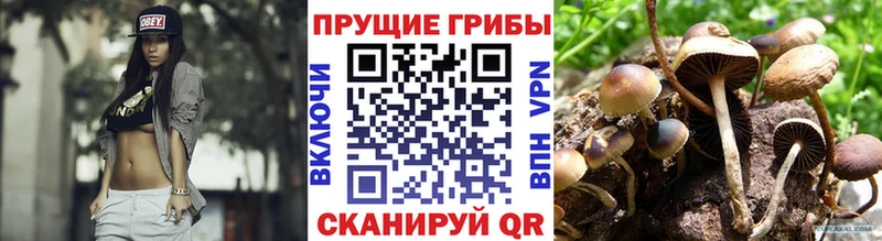 цена наркотик  Куровское  Псилоцибиновые грибы Magic Shrooms 